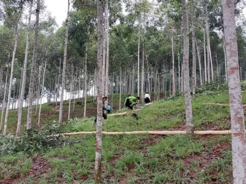 Thái Nguyên phát triển quế, hồi thành cây lâm nghiệp mũi nhọn