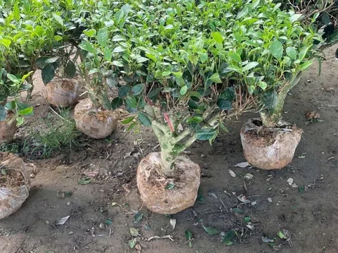 Cây chè Phú Thọ - Hành trình từ giá trị tiêu dùng đến Bon sai đẹp mắt