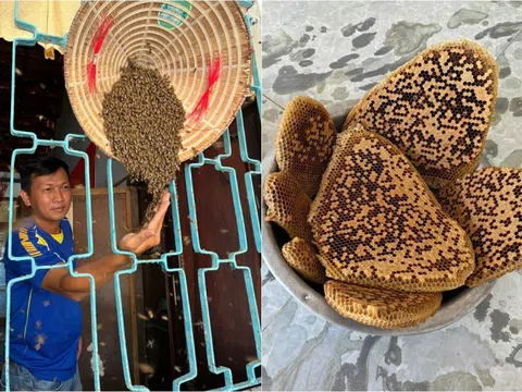 Thuần hóa ong rừng nuôi trong vườn nhà, làm tổ cả trong nón lá