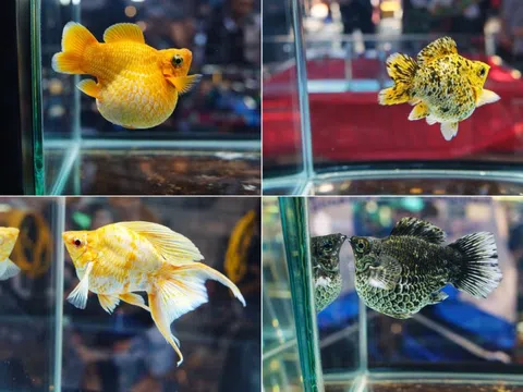 Sôi động Hội thi cá cảnh Đồng Tháp lần thứ V: Khẳng định vị thế làng nghề hơn nửa thế kỷ