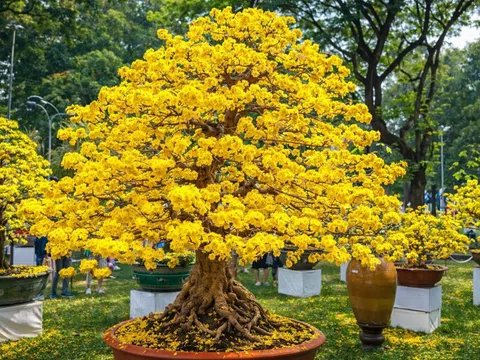 Hoa mai sau Tết muốn nở kín cành, đừng quên 3 bước phục hồi quan trọng