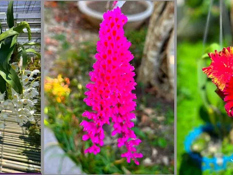 Nghệ nhân Bùi Quốc Việt và khu bảo tồn hoa lan trên cao nguyên Đắk Lắk