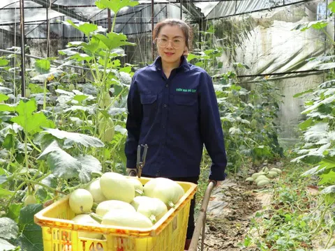 Trồng loại quả này, nhiều HTX Lâm Đồng đạt doanh thu tiền tỷ, lao động nhận lương cao bất ngờ