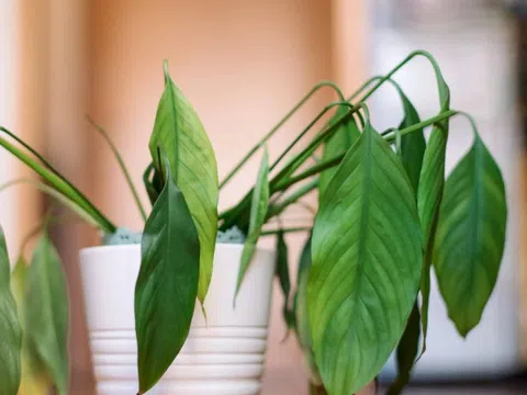 Cây hoa héo rũ vẫn có thể “hồi sinh” nếu làm đúng 4 điều này