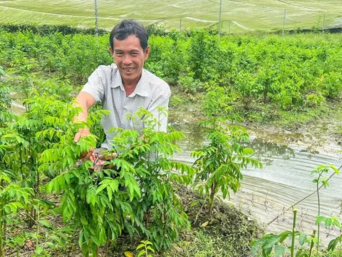 Nông dân Cần Thơ thu 300 triệu đồng/năm nhờ trồng rau ngót kết hợp luân canh