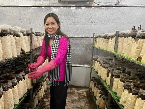 Cô giáo tiếng Anh ứng dụng công nghệ vào trồng nấm OCOP, vươn lên làm kinh tế giỏi