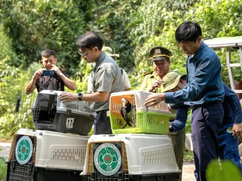Tái thả 4 loài chim quý về rừng nguyên sinh Phong Nha – Kẻ Bàng
