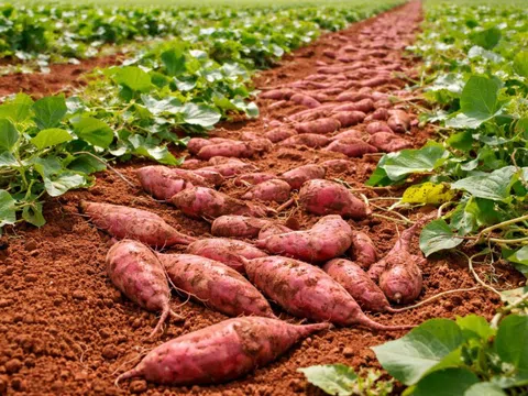 Củ quen giá rẻ, ăn đúng cách giúp sống khỏe, thọ lâu