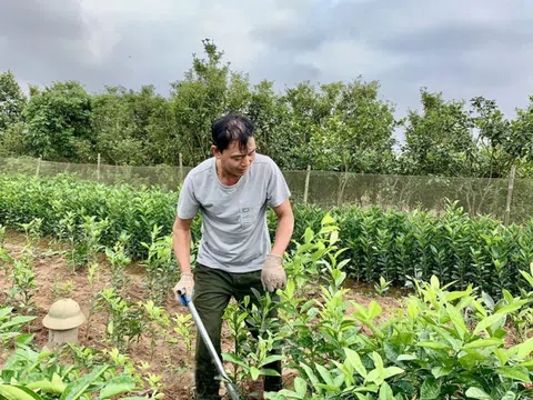 Nghề ươm cây giống ở Hưng Yên: Hướng đi hiệu quả từ đất bãi