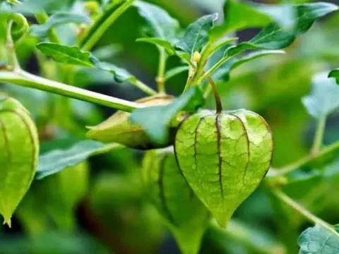 Loại rau dại mọc đầy ở quê Việt, được xem là vị thuốc tốt, có người ví ngang nhân sâm