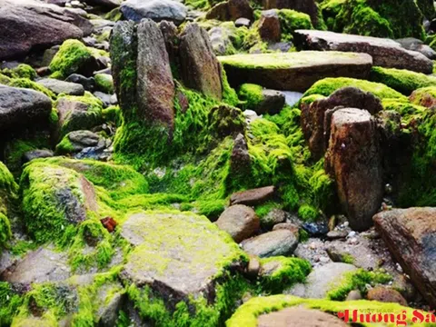 Hà Tĩnh: Bức tranh thiên nhiên tuyệt đẹp từ rêu xanh phủ kín bờ kè biển