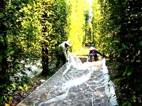 Giải pháp đơn giản giúp nông dân tiết kiệm hàng chục triệu đồng mỗi vụ tiêu