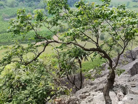 Cảnh báo từ những gốc muội hồng bị ‘săn’ trong rừng