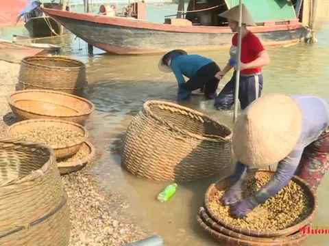 Làng đãi hến hơn 300 năm vẫn đỏ lửa mưu sinh bên dòng Sông La