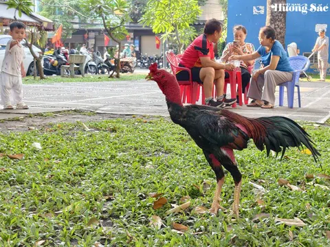 Gà nòi Đòn: Từ di sản văn hóa đến hệ sinh thái kinh tế nông nghiệp