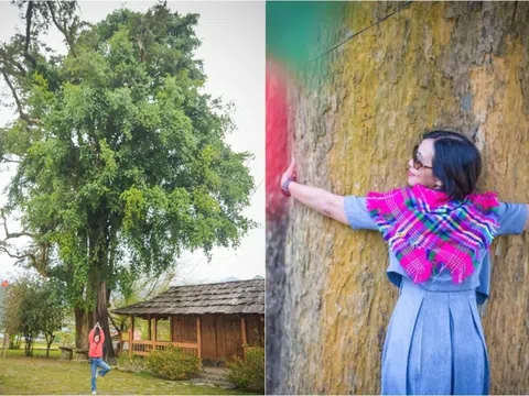 Cây sa mu đại thụ hơn 1.000 năm tuổi ở Sơn La thu hút khách du lịch