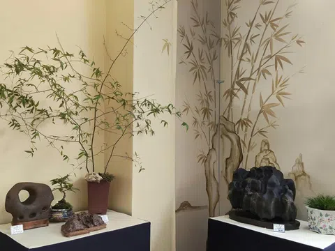 Triễn lãm mùa xuân Triệu Điền 2026: Khi đá cảnh Suiseki và bonsai cùng kể chuyện đời