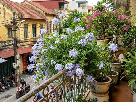 Loài hoa biến ban công thành thiên đường mà không cần chăm sóc