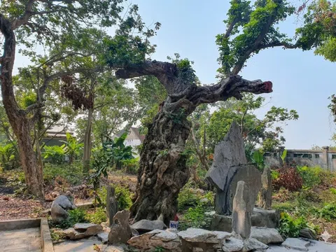 Khám phá cây nhãn hơn 600 tuổi tại đền Gắm, Hải Phòng