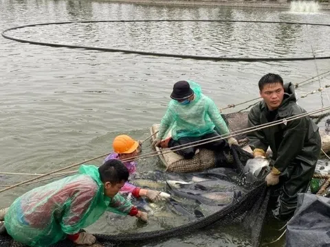Đầm nước lợ ven sông thành “mỏ vàng” thủy sản ở Hải Phòng: Cứ 1 ha thu 3-4 tỷ đồng