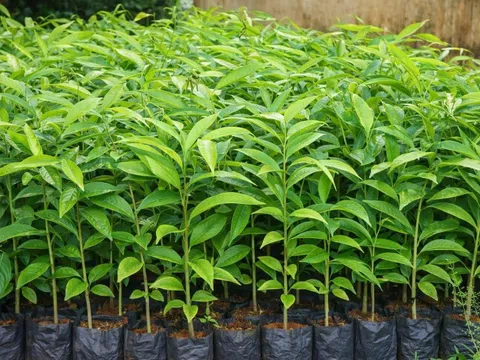 Minh bạch thủ tục nhập khẩu cây có bầu đất, kiểm soát rủi ro dịch hại