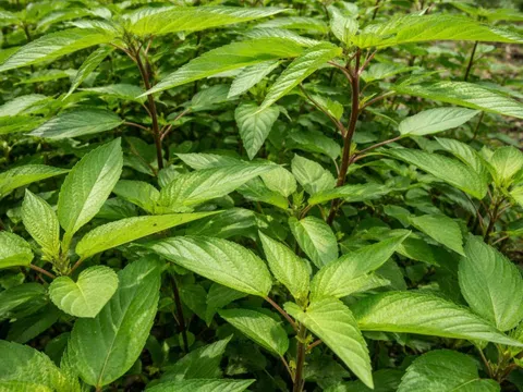 4 loại rau bổ máu không kém thịt bò, món đứng đầu còn tốt cho tim và dạ dày