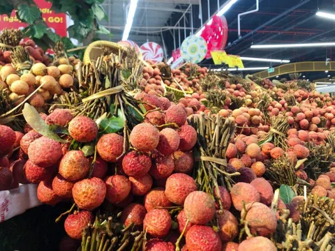 Bắc Ninh kết nối doanh nghiệp, tìm đầu ra cho vải thiều niên vụ 2026