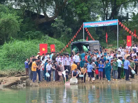 Thả hơn 4 tạ cá giống xuống sông Lô để phục hồi nguồn lợi thủy sản