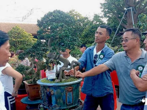 Đá cảnh Duy Xuyên “xuất ngoại”: Từ dòng Thu Bồn đến sân khấu toàn cầu