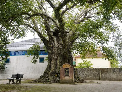 Kỳ lạ 5 cây thị cổ thụ gần 700 năm tuổi rỗng ruột vẫn xanh tốt, mỗi năm cho quả đều