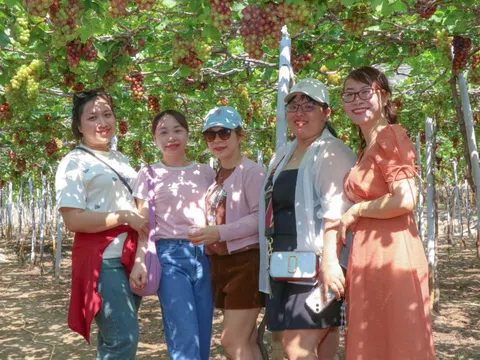 Khánh Hòa: Làng nho Thái An hút khách, nông dân vừa bán trái vừa ‘bán cảnh quan’ thu trăm triệu mỗi năm