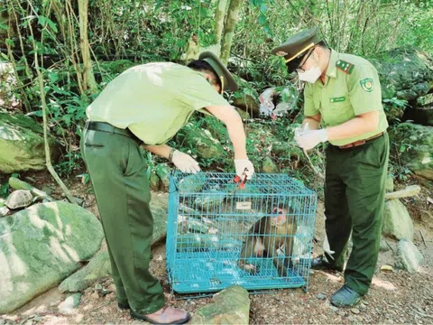 Yêu cầu xử lý nghiêm, xóa bỏ tụ điểm buôn bán động vật hoang dã trái phép trên toàn quốc