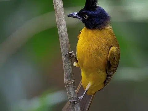 TP HCM siết quản lý chim cảnh, yêu cầu chứng minh nguồn gốc