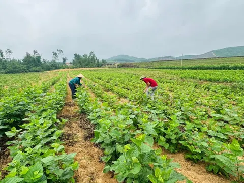 Chuyển đất kém hiệu quả sang nuôi tằm, nhiều hộ Hà Tĩnh thu trăm triệu mỗi năm