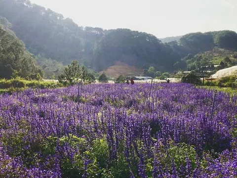 Oải hương: Bản giao hưởng của sắc tím và mùi hương vĩnh cửu