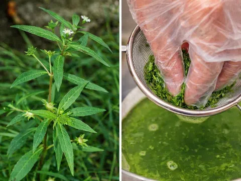 Cây thuốc mọc đầy vườn nhưng bị xem là cỏ dại, hóa ra là “kho dược liệu” quý