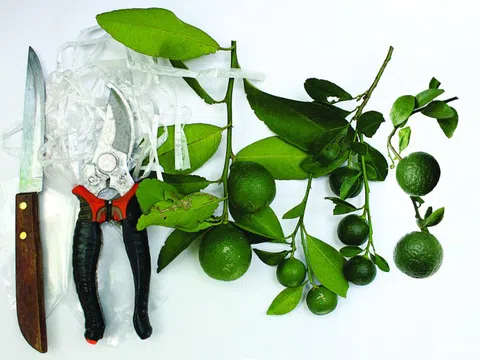 Nghệ thuật ghép cây cảnh: Kỹ thuật ghép cành "đánh lừa" cây chủ