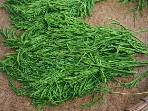 Từ cây dại mọc hoang thành đặc sản: Loại rau “có mùi lạ” nhưng ăn rồi lại nhớ