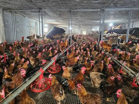 Gà kiến: đặc sản bản địa và cơ hội làm giàu bền vững