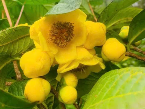 Từ vườn dược liệu đến trải nghiệm học đường: Mô hình sinh thái mở lối giáo dục nông nghiệp