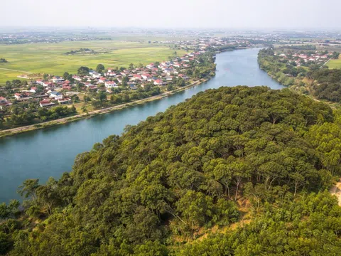 Cánh rừng gỗ quý 4 ha được gìn giữ qua 6 thế kỷ ở Quảng Trị