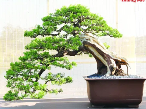 Định giá Bonsai: 10 tiêu chí cốt lõi của người chơi chuyên nghiệp