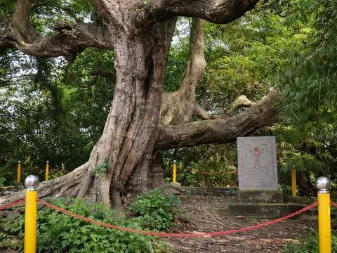 Tỉnh An Giang sau sáp nhập có 25 cây cổ thụ được công nhận Cây Di sản Việt Nam