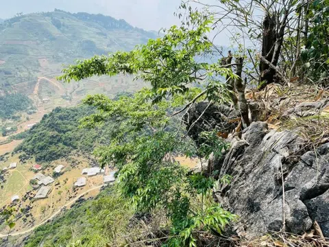 6 cây muội hồng núi đá bị khai thác trái phép, lực lượng chức năng kịp thời bắt giữ