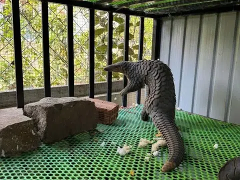 Lâm Đồng: Cơ quan chức năng tiếp nhận cá thể tê tê quý hiếm từ người dân