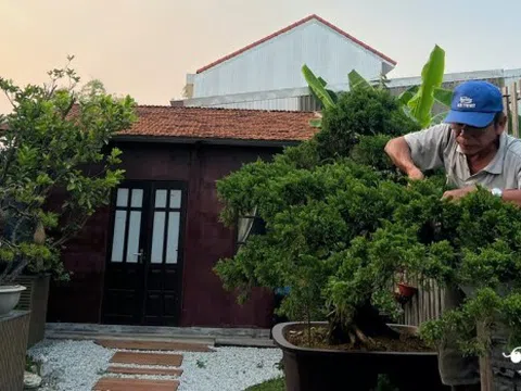 TP. Huế: Khi Bonsai không chỉ là thú chơi mà còn là “Di sản sống”