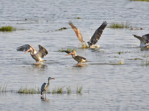 Đàn bồ nông quý hiếm xuất hiện trở lại tại Tràm Chim sau nhiều năm vắng bóng