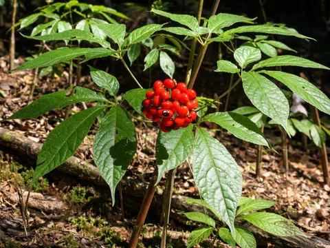 Sâm Ngọc Linh 50 triệu đồng/kg: Làm sao để người thường cũng mua được?