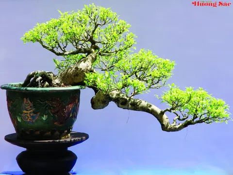 Nghệ nhân Quách Phục và hành trình “Việt hóa” nghệ thuật Bonsai
