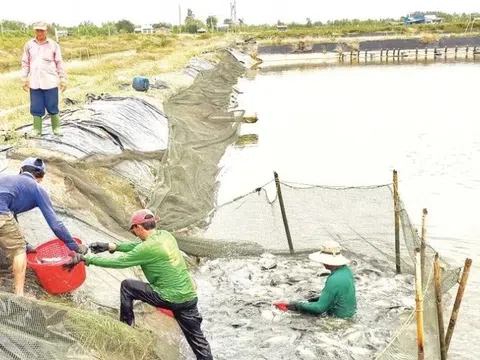 Ít bệnh, lớn nhanh, nuôi dày vẫn ổn: Loài cá này đang được nhắc đến nhiều ở miền Tây